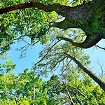 롯지 Acorn Glade Glamping