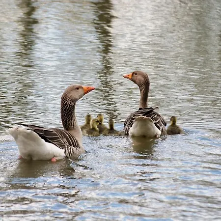 Orman Evi Acorn Glade Glamping