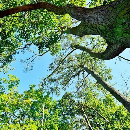 بيت خشبي Acorn Glade Glamping