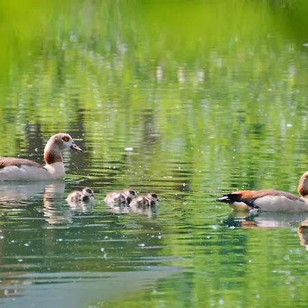 Acorn Glade Glamping * York