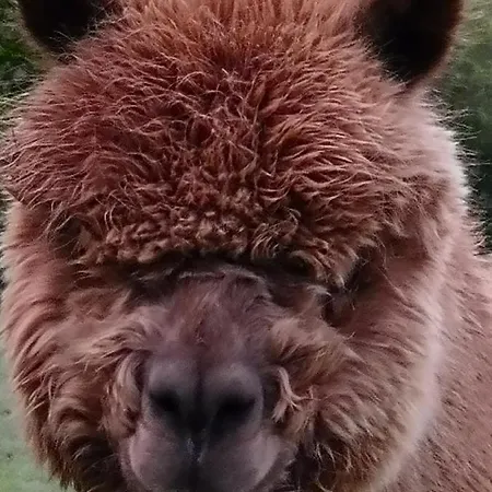 Orman Evi Acorn Glade Glamping