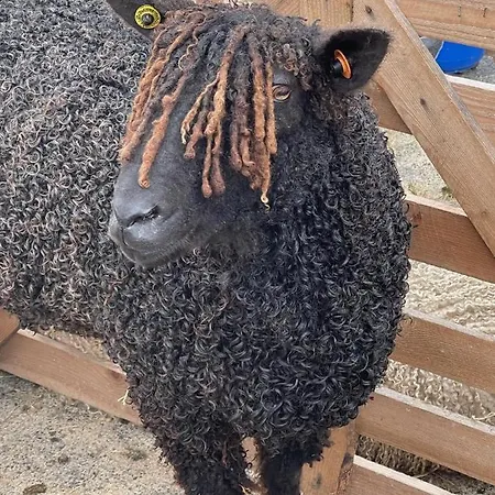 Acorn Glade Glamping York