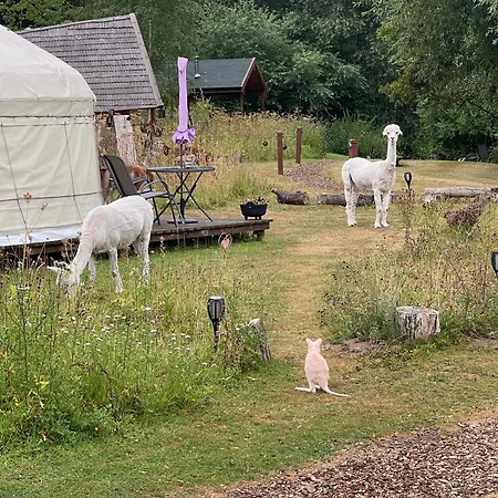 Acorn Glade Glamping Orman Evi