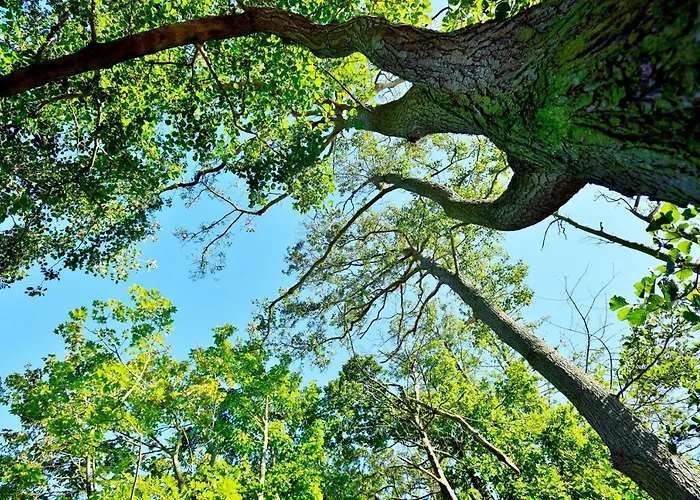 Lodge Acorn Glade Glamping