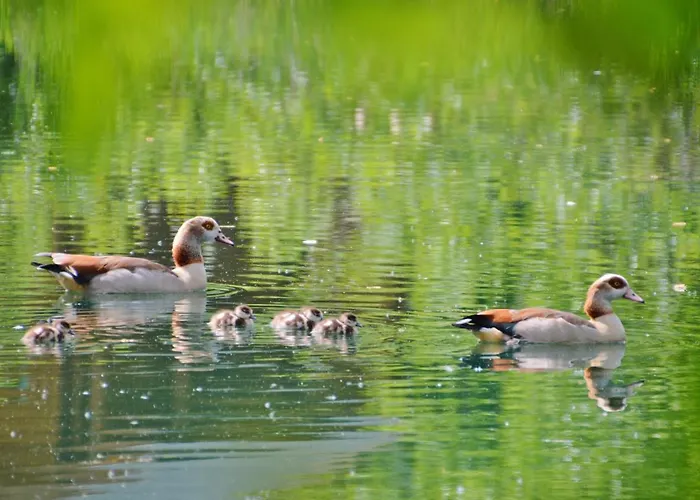 Acorn Glade Glamping * York