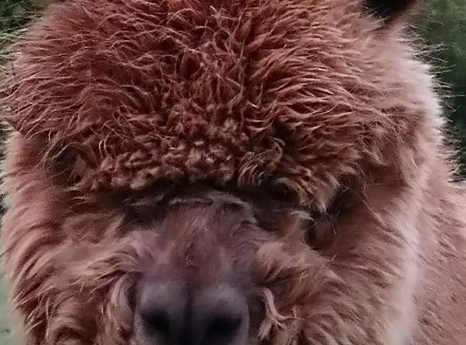 Lodge Acorn Glade Glamping