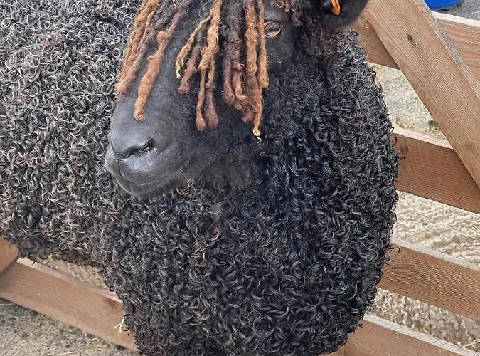 Acorn Glade Glamping York