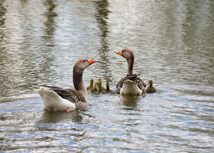 Lodge Acorn Glade Glamping